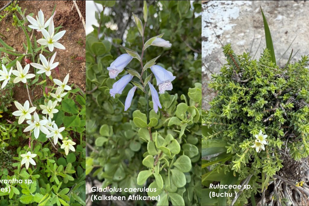Abundance of Flora