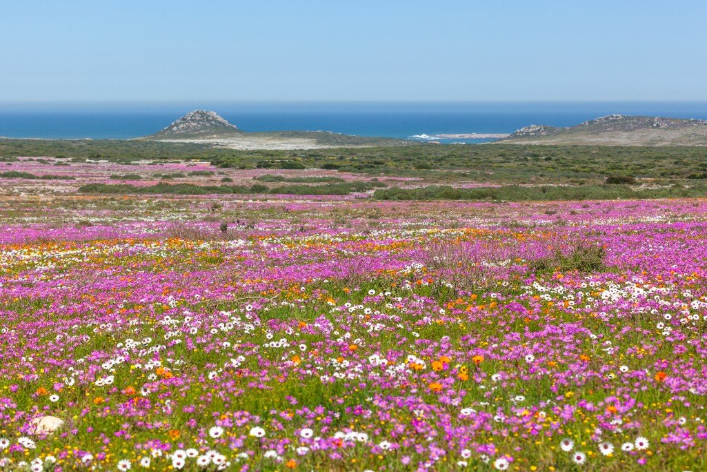 Rare fynbos and West Coast wildflowers in spring bloom